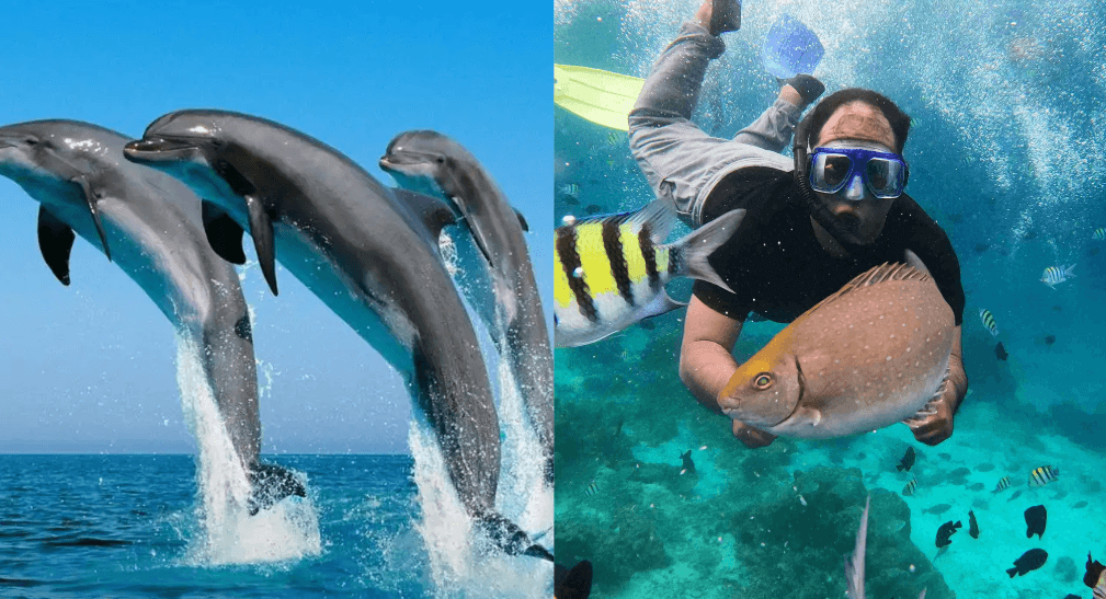 gabar Paket Combo Snorkeling dan Dolphin Trip